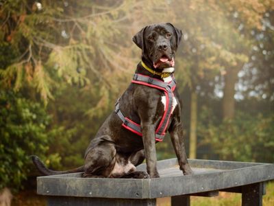Claude | Italian Corso Dog | Kenilworth (West Midlands) - 5