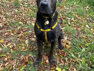 Dusty | Retriever (Labrador) | Shrewsbury (Shropshire) - 1