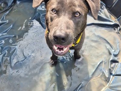 Dusty | Retriever (Labrador) | Shrewsbury (Shropshire) - 3