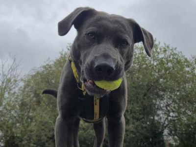 Dusty | Retriever (Labrador) | Shrewsbury (Shropshire) - 3