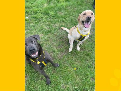 Dusty | Retriever (Labrador) | Shrewsbury (Shropshire) - 5