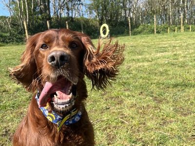 Cullen | Irish Setter | Ballymena (Northern Ireland) - 3