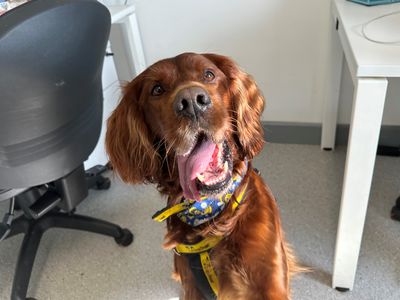 Cullen | Irish Setter | Ballymena (Northern Ireland) - 2
