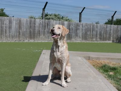 Nugget | Retriever (Golden) | Evesham (Worcestershire) - 3