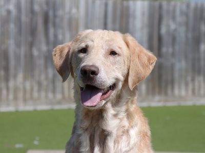 Nugget | Retriever (Golden) | Evesham (Worcestershire) - 5