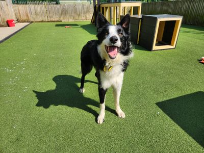 Broccoli | Collie (Border) | Canterbury - 3