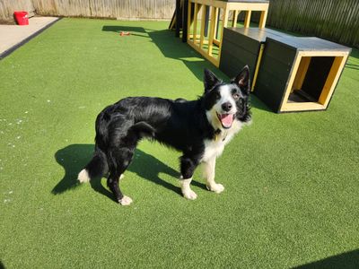 Broccoli | Collie (Border) | Canterbury - 2