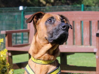 Dory | Belgian Shepherd Dog (Malinois) Cross | Merseyside (Liverpool) - 2