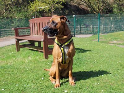 Dory | Belgian Shepherd Dog (Malinois) Cross | Merseyside (Liverpool) - 3