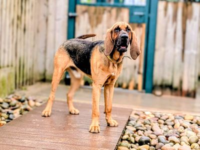 Todd | Bloodhound | Cardiff - 5