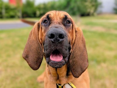 Todd | Bloodhound | Cardiff - 3