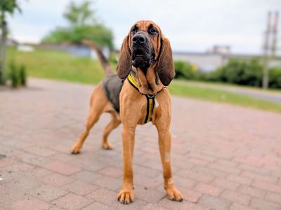 Todd | Bloodhound | Cardiff - 5