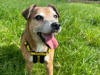 Horace | Terrier (Jack Russell) Cross | Shrewsbury (Shropshire) - 3