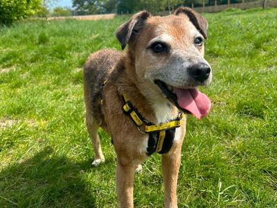 Horace | Terrier (Jack Russell) Cross | Shrewsbury (Shropshire) - 2