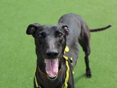 Nikita | Greyhound | Glasgow - 3