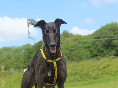 Nikita | Greyhound | Glasgow - 5