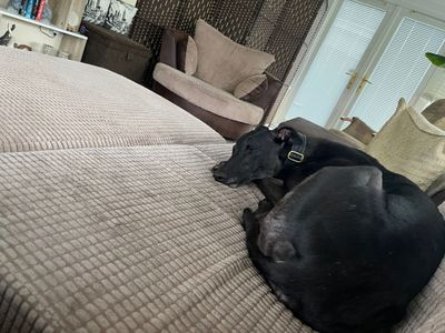 Nikita | Greyhound | Glasgow - 5