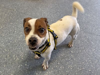 Skippy | Terrier (Jack Russell) | Basildon (Essex) - 3