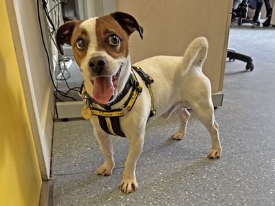 Skippy | Terrier (Jack Russell) | Basildon (Essex) - 1