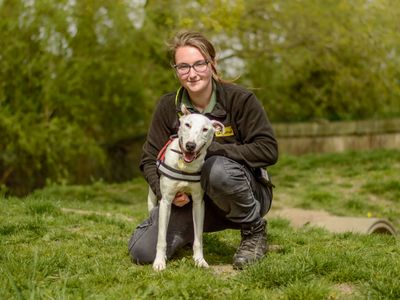 Rory | Whippet Cross | Kenilworth (West Midlands) - 5