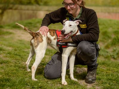 Rory | Lurcher Cross | Kenilworth (West Midlands) - 5