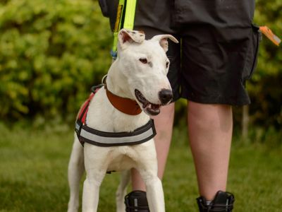 Rory | Lurcher Cross | Kenilworth (West Midlands) - 3