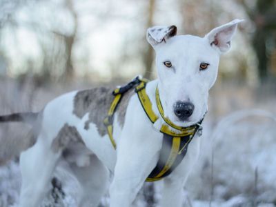 Rory | Lurcher Cross | Kenilworth (West Midlands) - 3