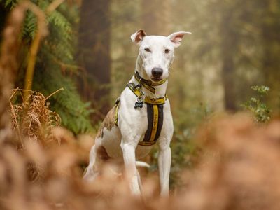 Rory | Whippet Cross | Kenilworth (West Midlands) - 3