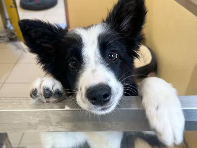 Sophie | Collie (Border) | Ballymena (Northern Ireland) - 5