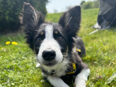 Sophie | Collie (Border) | Ballymena (Northern Ireland) - 3