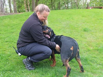 Harriet | Rottweiler | Merseyside (Liverpool) - 3