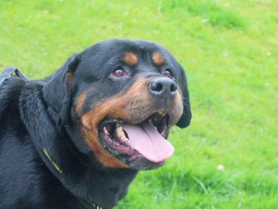 Harriet | Rottweiler | Merseyside (Liverpool) - 1