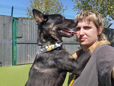 Winnie | Australian Kelpie Cross | Shoreham (Sussex) - 3