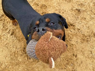 Hazel | Rottweiler | Basildon (Essex) - 3