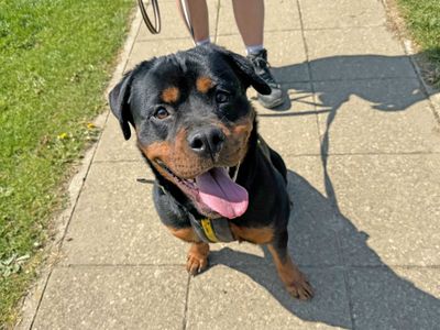 Hazel | Rottweiler | Basildon (Essex) - 2