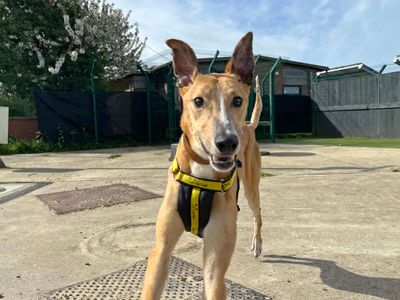 Sloan | Lurcher | Shoreham (Sussex) - 5