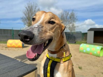 Sloan | Lurcher | Shoreham (Sussex) - 3