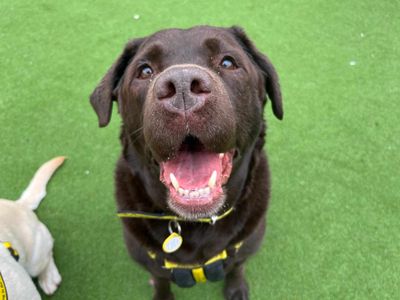 Fudge | Retriever (Labrador) | Glasgow - 3