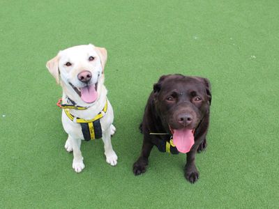 Fudge | Retriever (Labrador) | Glasgow - 5