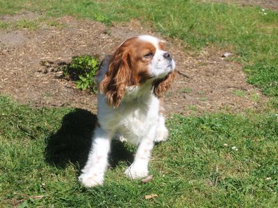 Max | Spaniel (Cavalier King Charles) | Merseyside (Liverpool) - 2