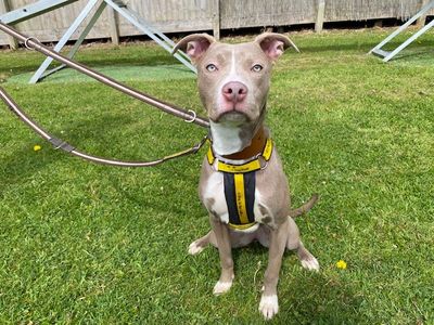 Nala | Terrier (Staffordshire Bull) Cross | Merseyside (Liverpool) - 3