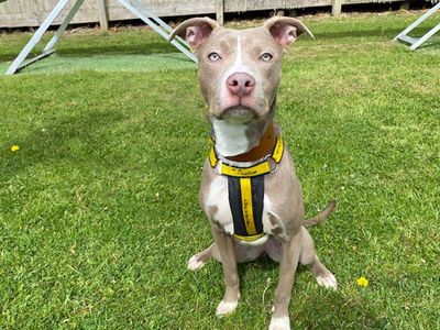 Nala | Terrier (Staffordshire Bull) Cross | Merseyside (Liverpool) - 3