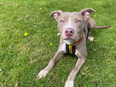 Nala | Terrier (Staffordshire Bull) Cross | Merseyside (Liverpool) - 2