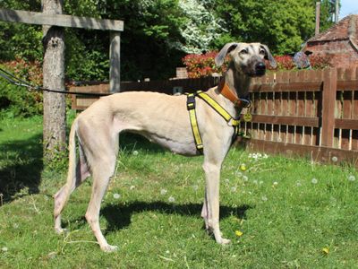 Amber | Lurcher | Newbury (Berkshire) - 5