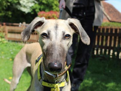 Amber | Lurcher | Newbury (Berkshire) - 3