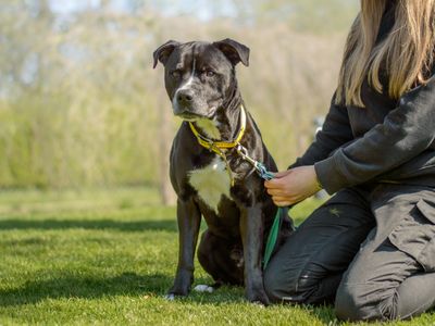 Rufus | Terrier (Staffordshire Bull) | Kenilworth (West Midlands) - 1