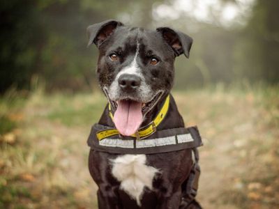Rufus | Terrier (Staffordshire Bull) | Kenilworth (West Midlands) - 5