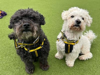 Louis & Jensen | Bichon Frise | Shrewsbury (Shropshire) - 3