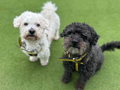 Louis & Jensen | Bichon Frise | Shrewsbury (Shropshire) - 2