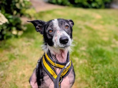 Chicken Nugget | Collie (Border) | Cardiff - 5